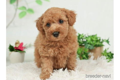 成約済の千葉県のトイプードル-207856の3枚目